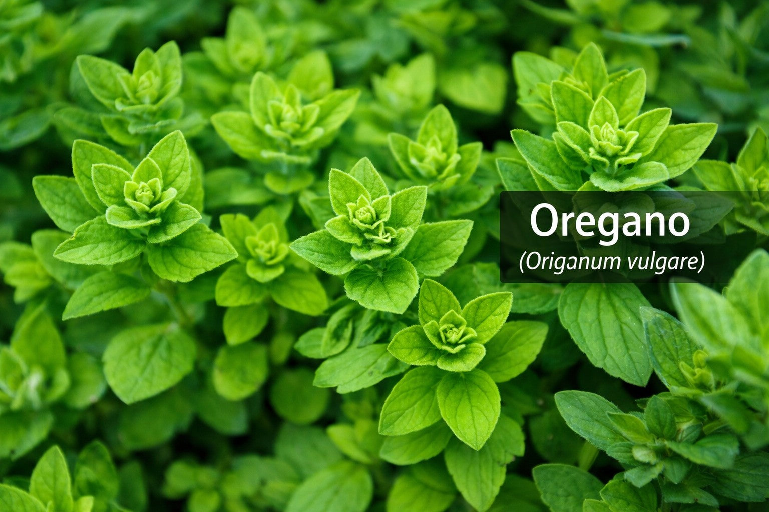 Oregano Tincture - 2oz