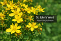 St. John Wort Tincture - 2oz