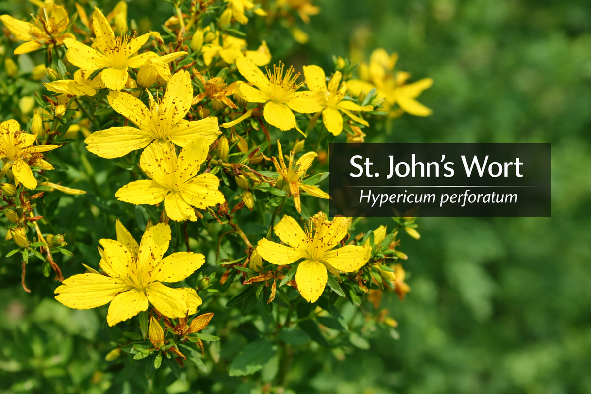 St. John Wort Tincture - 2oz