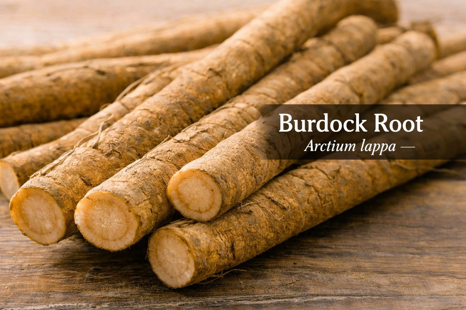 Burdock Root Tincture - 2oz