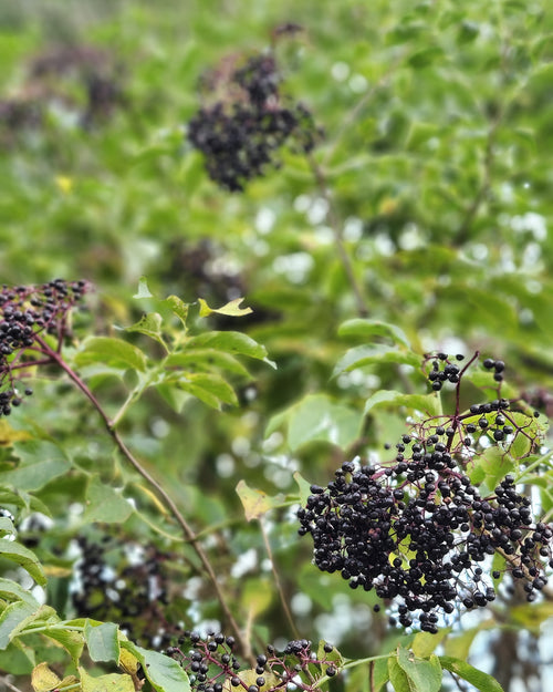 Elderberry Syrup