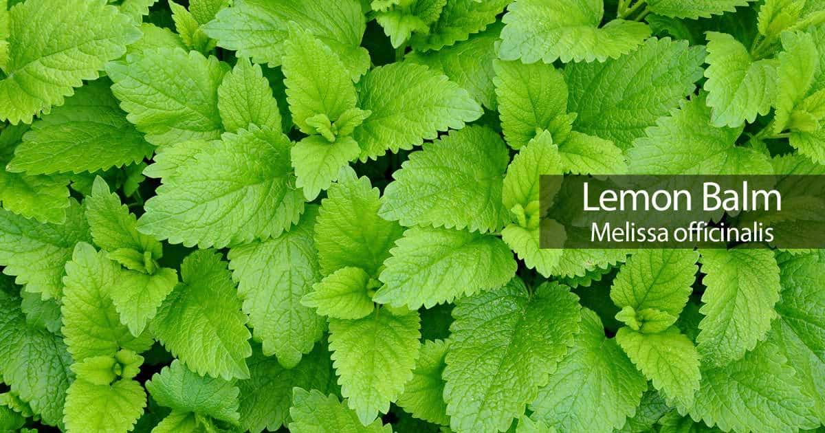 Lemon Balm - Melissa officinalis - 2oz