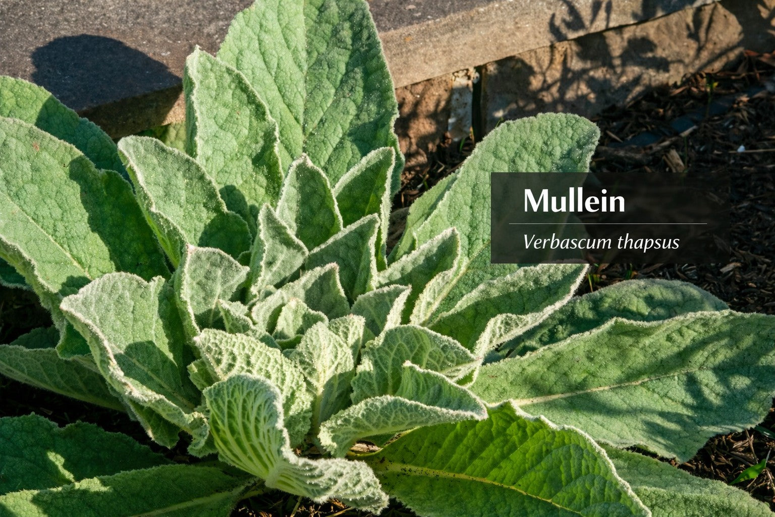 Mullein Tincture - 2oz