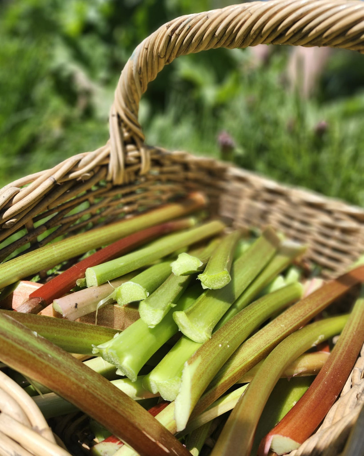 Rhubarb Jam